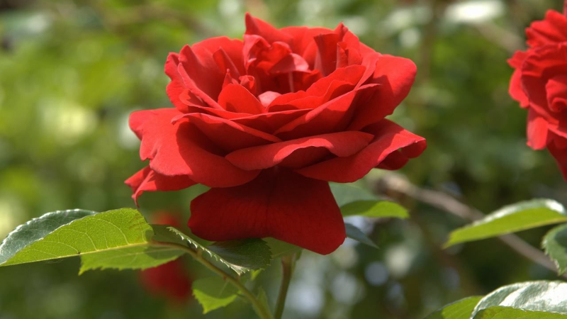 Tổng hợp 5 tấm ảnh đẹp về loài hoa hồng nhung nở rộ say đắm lòng người