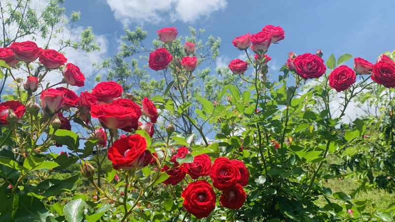 Tổng hợp 5 tấm ảnh đẹp về loài hoa hồng nhung nở rộ say đắm lòng người