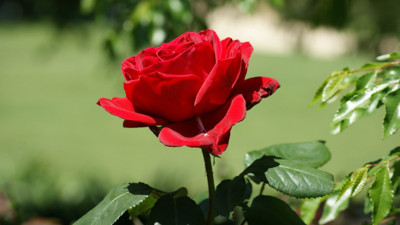 101 hình ảnh hoa hồng nhung đỏ đẹp nhất, tải miễn phí