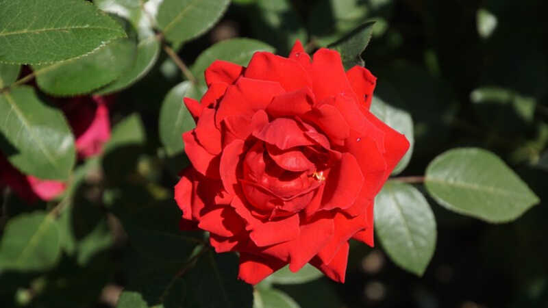 Một số hình ảnh đẹp về hoa hồng nhung  Hoa tươi Nguyệt Hỷ