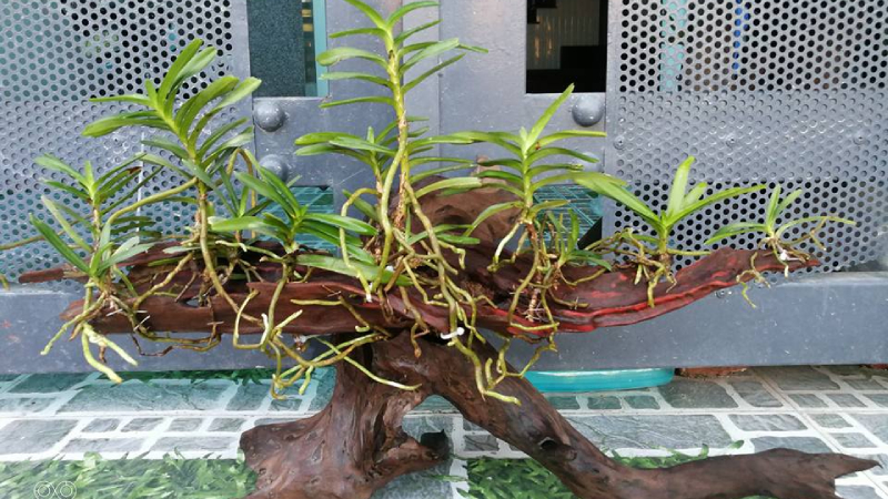Cách trồng và chăm sóc cây hoa lan tam bảo sắc Lan-tam-bao-sac-cach-trong-va-cham-soc-don-gian-cho-hoa-no-deu-dep-202107272040072759