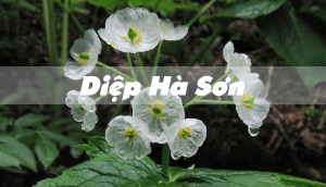 Diệp Hà Sơn: Loài hoa trong suốt như thủy tinh cực đẹp và độc đáo