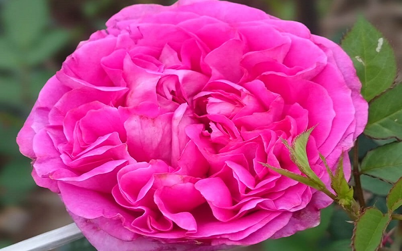 Hoa hồng Bernadette Lafont rose