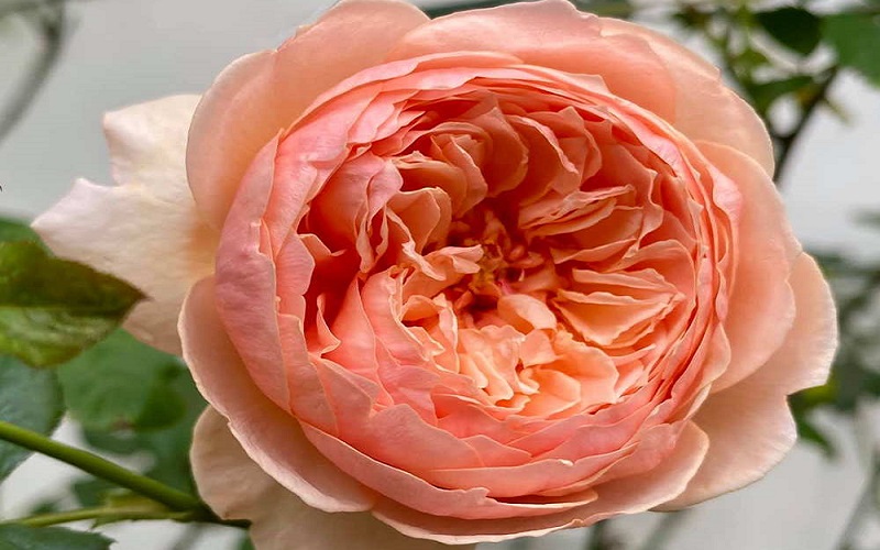 Top 10 loài hoa hồng đẹp thơm nhất thế giới ai cũng mê mẩn