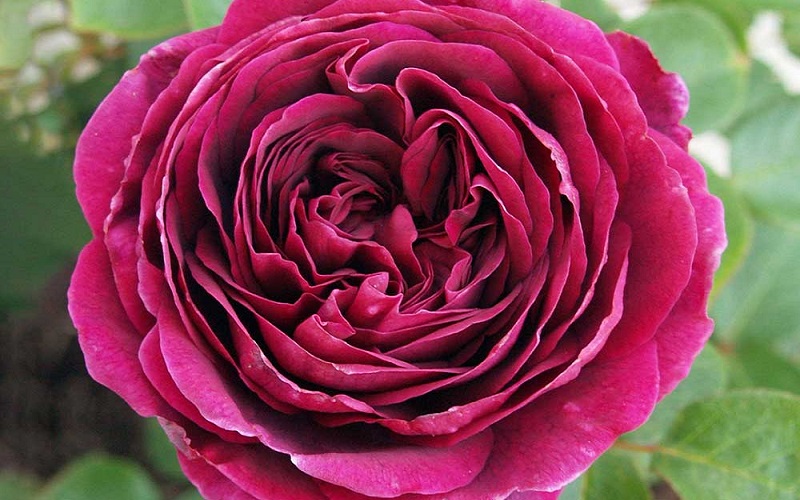 Hoa hồng The Prince rose
