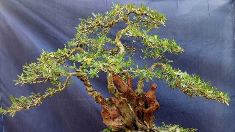 Cây linh sam là loài cây thân gỗ nhỏ