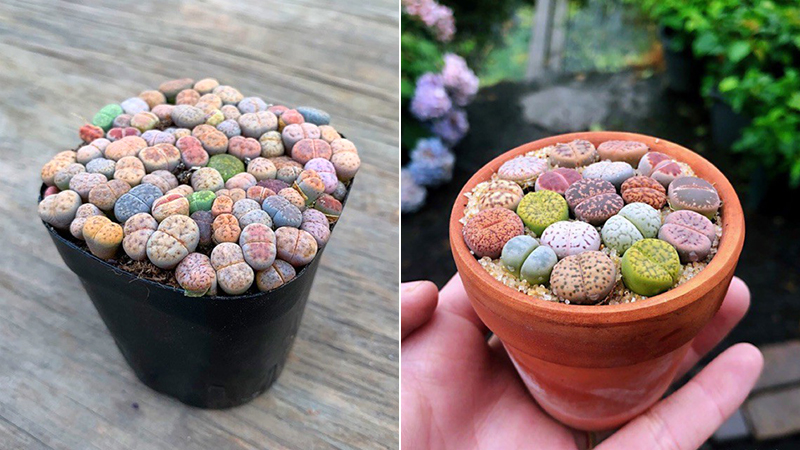 Cây sen mông thạch lan (lithops): Ý nghĩa sau vẻ đẹp lạ và độc đáo