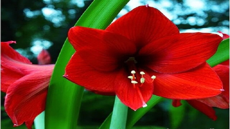 Đặc điểm, ý nghĩa, cách trồng và chăm sóc hoa huệ đỏ (huệ tây) nở đẹp