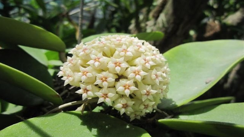 Nguồn gốc và đặc điểm của hoa lan cẩm cù