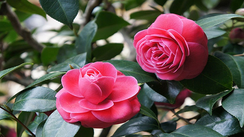 Hoa hồng trà: Đặc điểm, ý nghĩa, cách trồng và cách chăm sóc