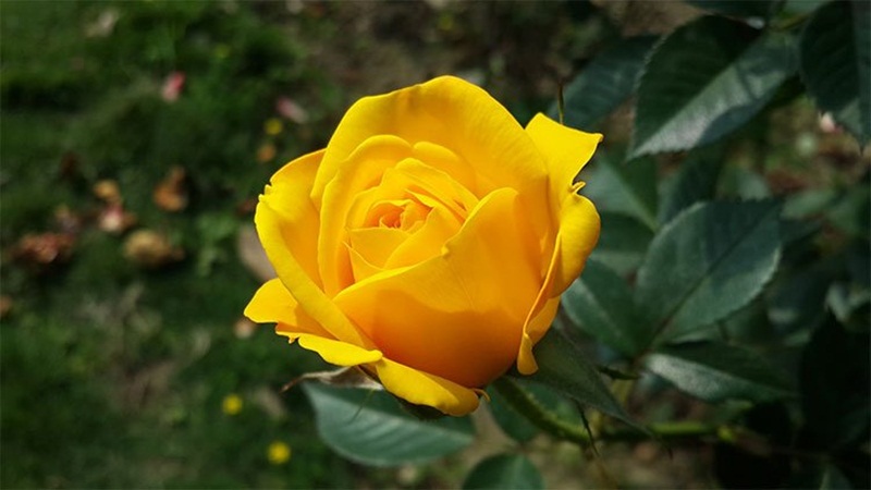 Hoa hồng trà vàng