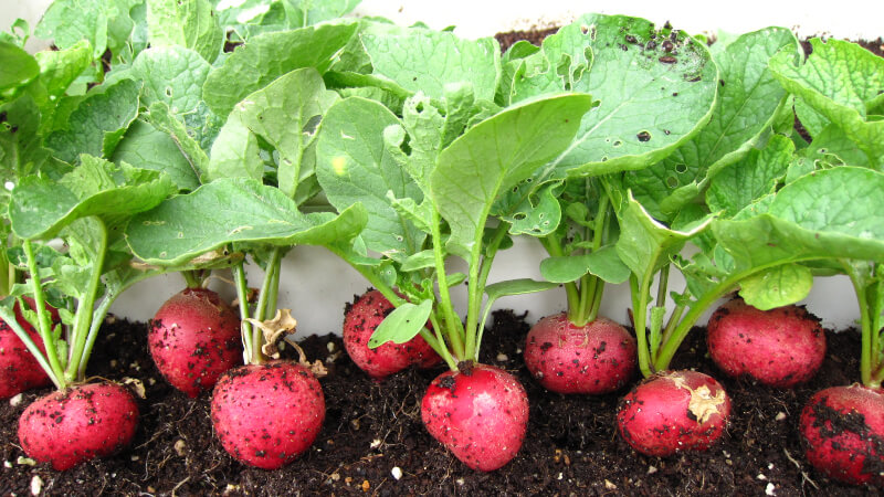 What is red radish? Uses, harms and notes when eating red beets