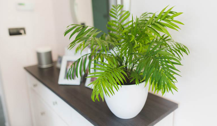 Đặc điểm, công dụng, cách trồng và ý nghĩa phong thủy của cây cau tiểu trâm 