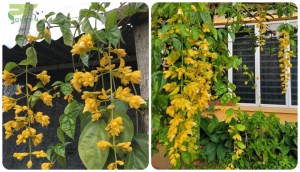 Đặc điểm, ý nghĩa, cách trồng và chăm sóc cây lan hoàng dương đơn giản