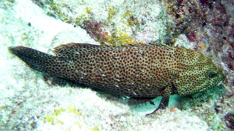Cá mú thường sống ở những hốc đá, xung quanh có những rạn san hô