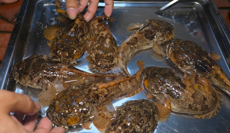 2 cách làm cá mao ếch nướng muối ớt và sa tế thơm ngon, ăn là ghiền