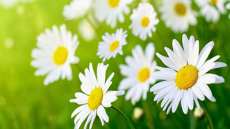 Hoa cúc dại: Ý nghĩa, cách trồng và chăm sóc cho hoa đẹp