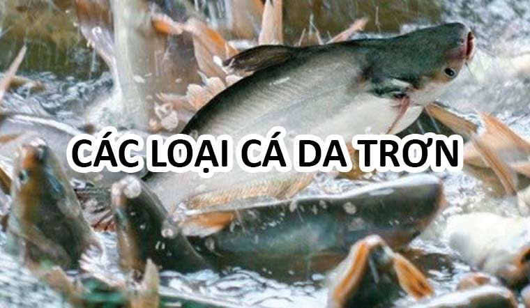 Điểm danh các loại cá da trơn phổ biến ở Việt Nam | Kisusushi.vn - Ẩm Thực kisusushi.vn
