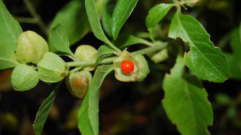 What is Ashwagandha? Uses and benefits of Ashwagandha for health