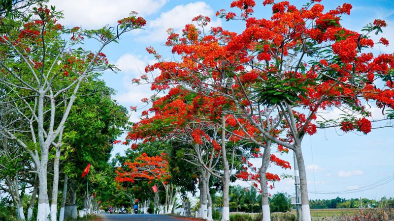 Cây phượng vĩ có có nguồn gốc từ Madagascar