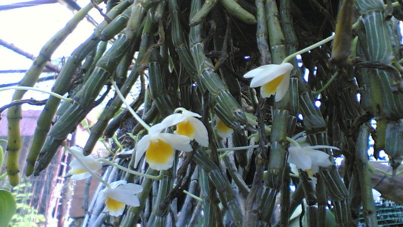 Một hình ảnh khác của hoa lan long tu đá