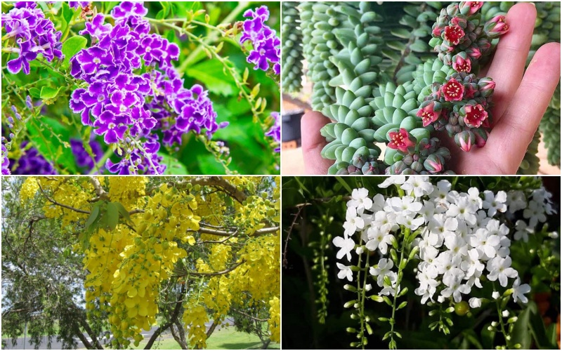 Đặc điểm, ý nghĩa, cách trồng và chăm sóc cây hoa chuỗi ngọc