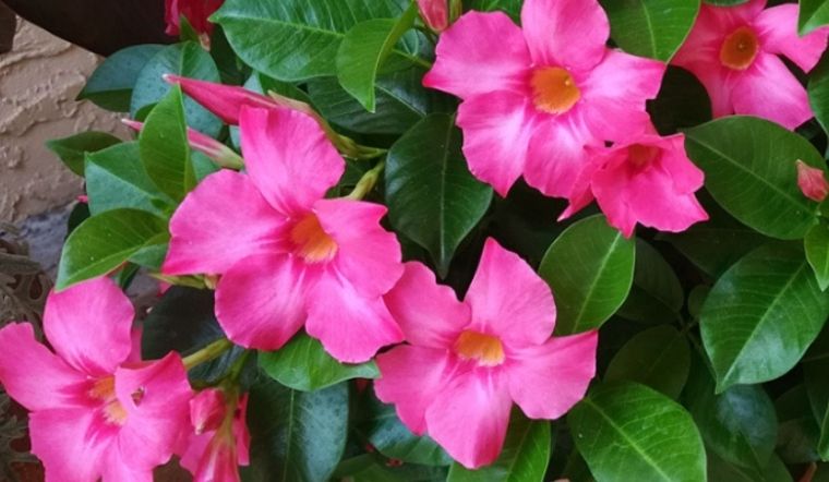 Đặc điểm, cách trồng và ý nghĩa phong thủy của cây hoa hồng anh