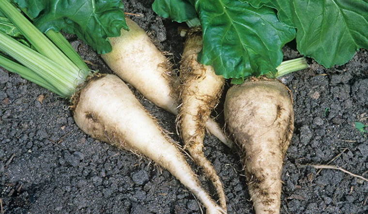 Củ cải đường (sugar beet) là gì? Cách phân biệt với củ cải trắng, củ dền