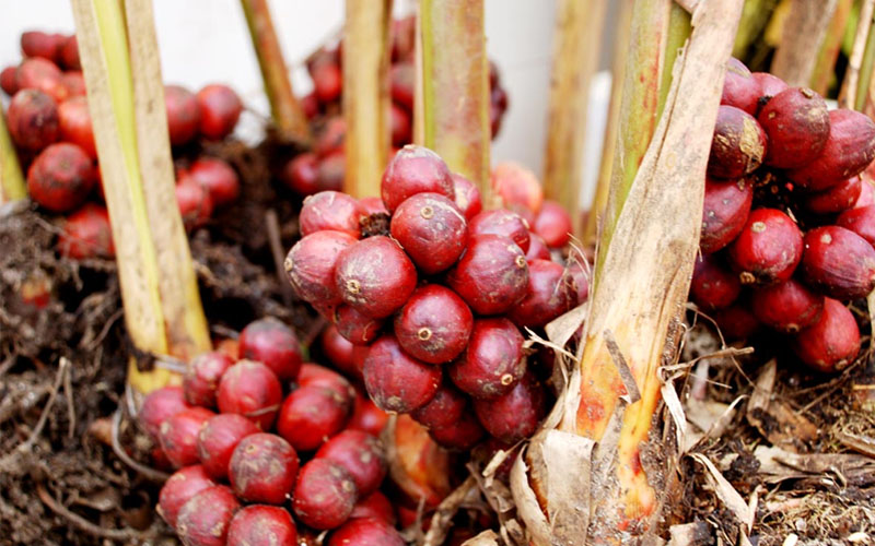 What is the fruit? Uses of cardamom