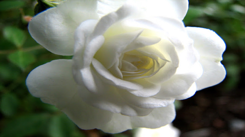 Hoa hồng trắng (Hiếm)