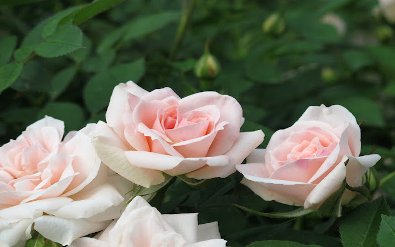 Ý nghĩa, tác dụng và cách trồng hoa hồng tỉ muội