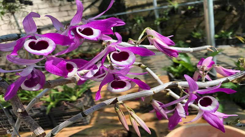 Hoàng thảo kèn: Ý nghĩa, cách trồng và chăm sóc cho hoa đẹp