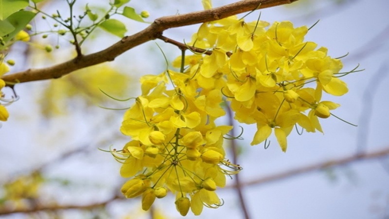 Cây hoa bọ cạp vàng: Ý nghĩa, hình ảnh, cách trồng và chăm sóc tại nhà