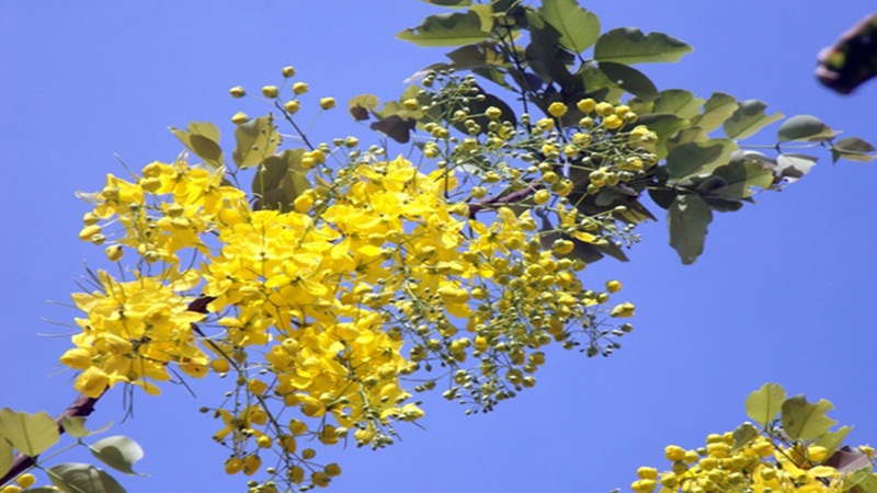Cây hoa bò cạp vàng: Ý nghĩa, hình ảnh, cách trồng, chăm sóc tại nhà