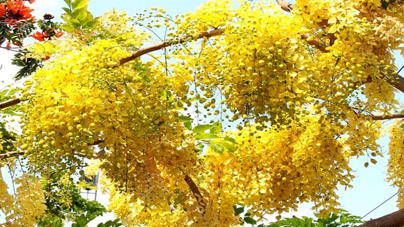Cây hoa bò cạp vàng nở rộ