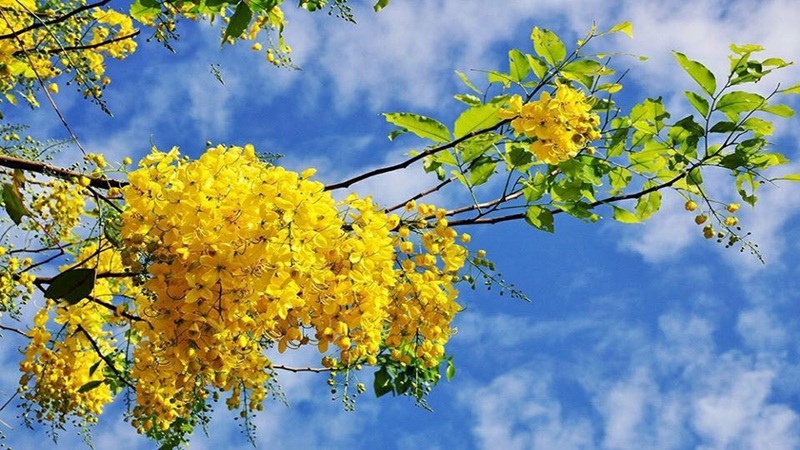 Cây hoa bò cạp vàng: Ý nghĩa, hình ảnh, cách trồng, chăm sóc tại nhà
