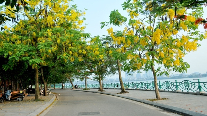 Cây hoa bò cạp vàng xuất hiện khắp trên các vỉa hè