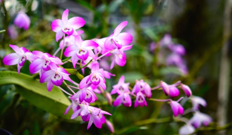 Lan đùi gà dẹt: Cách trồng và chăm sóc cây ra hoa đẹp