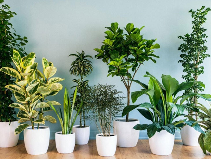 Ornamental plants as a gift to meet your girlfriend's parents