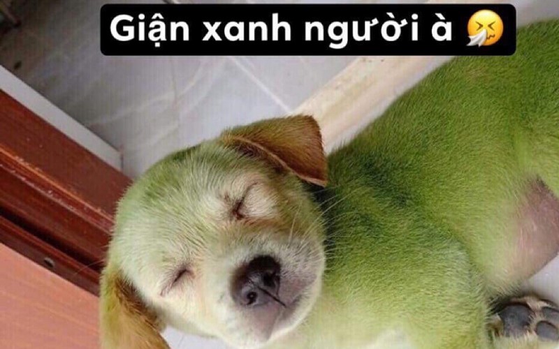 Trước có giận tím người thì nay có giận xanh người nữa nha!