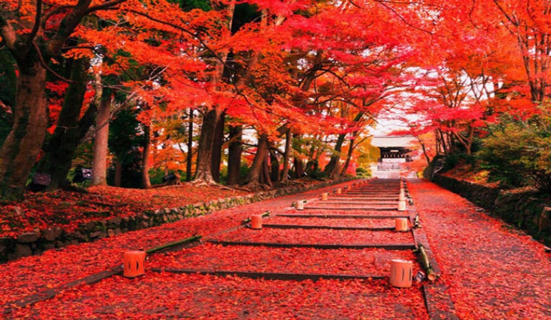 Cây lá phong đỏ là biểu tượng của mùa thu hoặc cảnh quan đẹp của các vùng rừng trên khắp thế giới. Hình ảnh cây phong trong màu sắc của lá đỏ rực làm cho mọi người nhớ đến sự ấm áp và hạnh phúc. Hãy ngắm nhìn ảnh cây lá phong đỏ này để cảm nhận được những cảm xúc đó.
