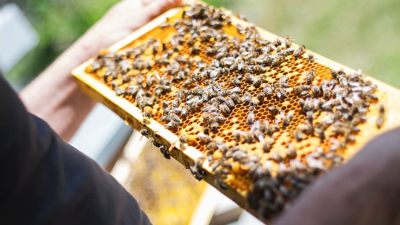 Sáp ong mua trực tiếp từ trại ong uy tín để hấp thụ chất dinh dưỡng từ sáp ong