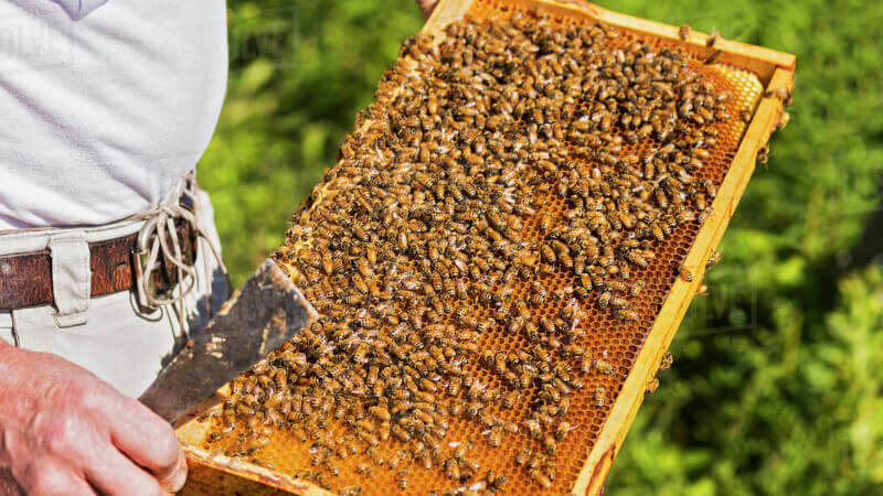 Sáp ong màu vàng hoặc nâu khi sát nhập với phấn hoa vào keo ong