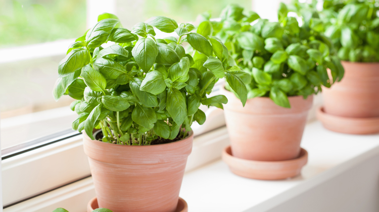 Basil is an easy plant to grow and find in hot and humid tropical conditions
