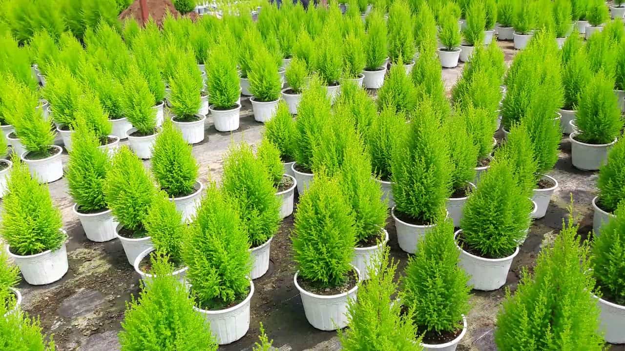 Fragrant pine is a plant that both repels mosquitoes and adds elegance to the home