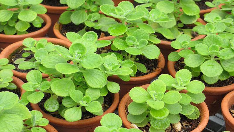 The best incense plant is a water primrose plant that emits a scent that makes flies and mosquitoes uncomfortable