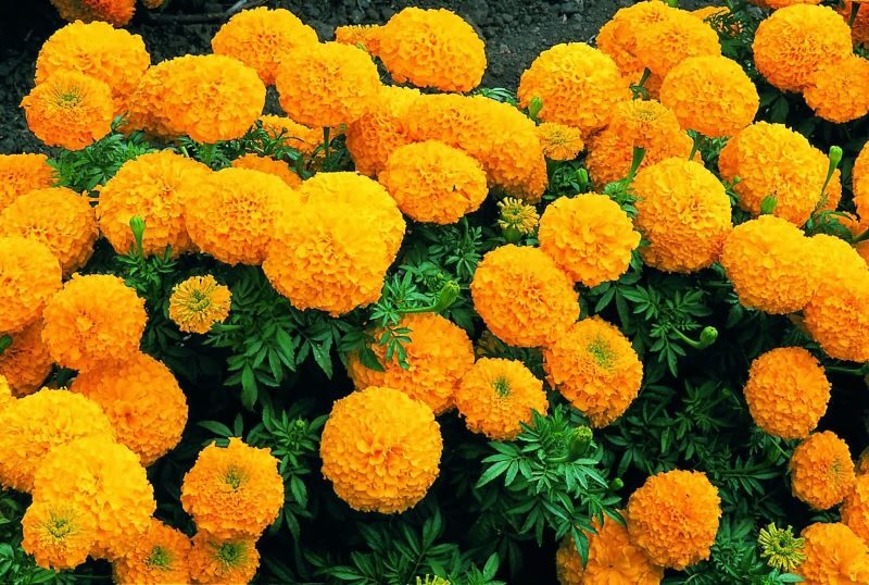 Marigolds are suitable plants for effectively repelling mosquitoes