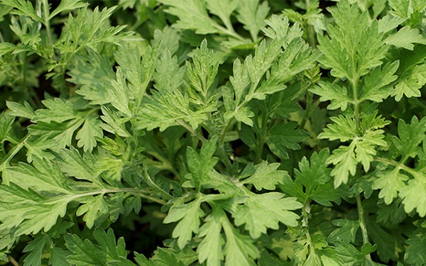 Wormwood is effective in medicine and beauty, preventing and repelling mosquitoes