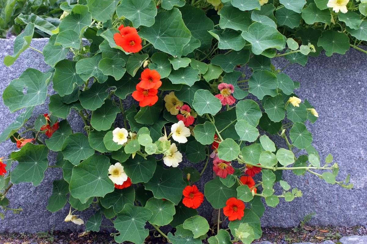 Dry lotus flowers are suitable plants for effectively repelling mosquitoes