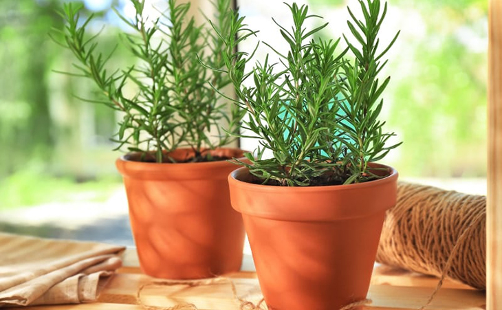 Rosemary is a plant with many valuable uses